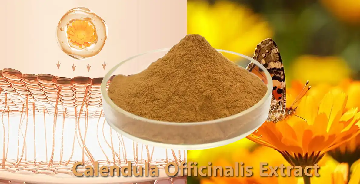 Calendula Officinalis Extract.jpg